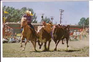 Steer Decorating, Calgary,  Alberta, Stampede