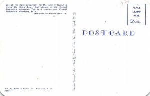 Black Bear Adirondack Mountains, New York, USA Postcard