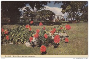 NASSAU, Bahamas, 1940-1960´s; Double Poincettia