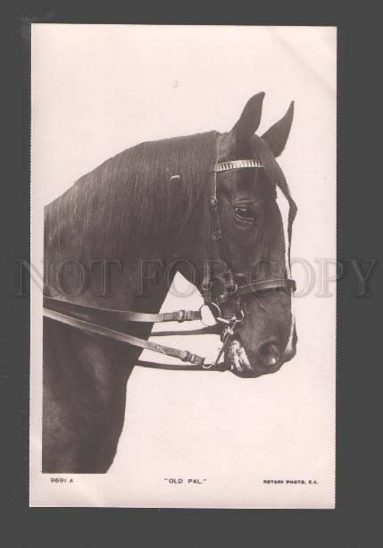3094998 Head of HORSE in Bridle Vintage PHOTO ROTARY 9691