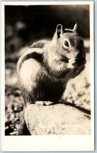 c1950s Rocky Mountain Park, CO RPPC Cute Chipmunk Closeup Eating Real Photo A199