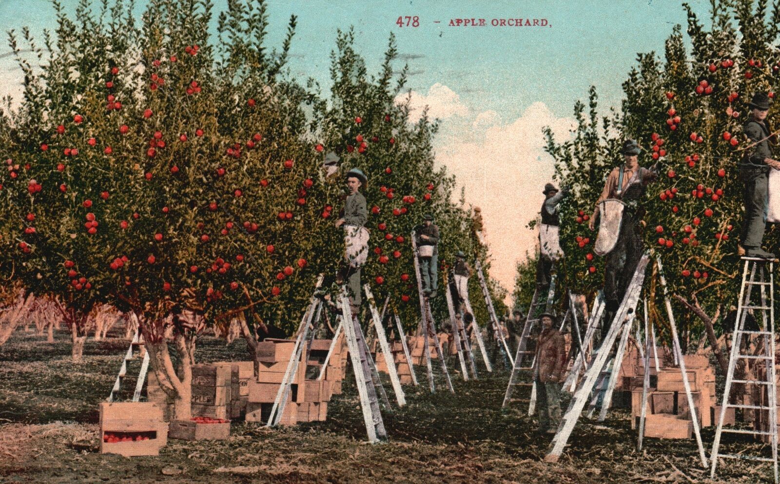 Vintage Postcard 1910's Apple Orchard Farm Harvest Fruit Tree Harvesting Other / Unsorted