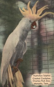 Vintage Postcard Australian Sulphur Crested Cockatoo Overton Park Zoo Memphis TN