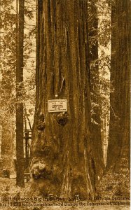 CA - Santa Cruz County. Big Trees Park