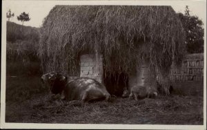 China (Written on Back) Grass Roof Bldg & Carabao Real Photo Postcard