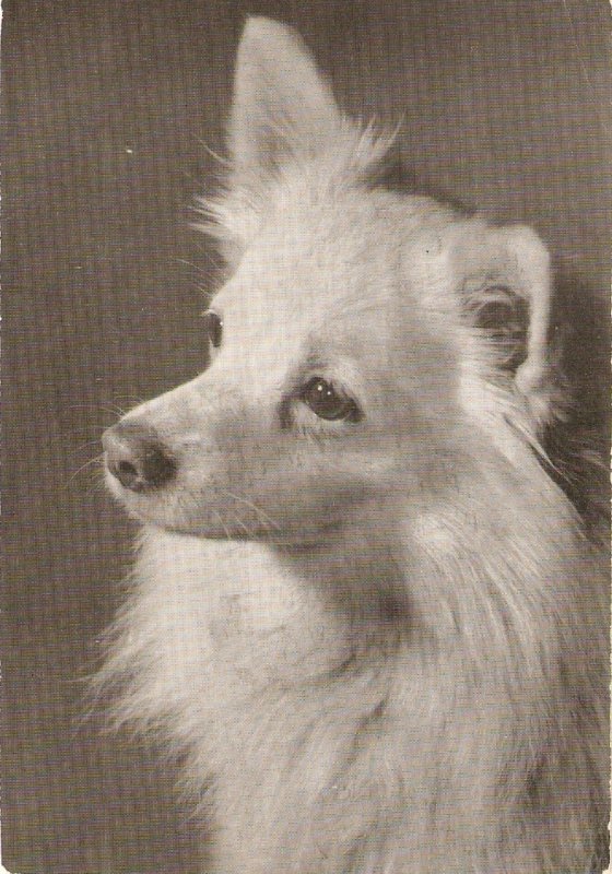 Animals. Dog. Weisser Spitz  Nice vintage German photo PC. Size 14,5 x 10 cms