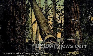 Falling Tree - Logging Washington Forest WA Unused