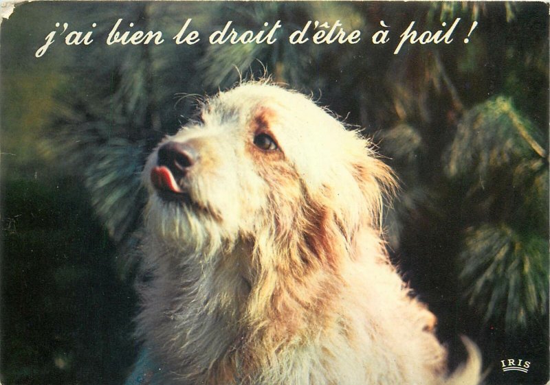 Postcard Animals dog french funny commercial j'ai bien le droit d'étre a poil | Topics - Animals - Other, Postcard / HipPostcard Postcard Animals dog french funny commercial j'ai bien le droit d'étre a poil | Topics - Animals - Other, Postcard / HipPostcard