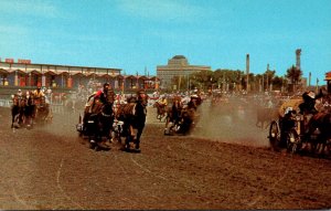 Canada Calgary Stampede Chuckwagon Races