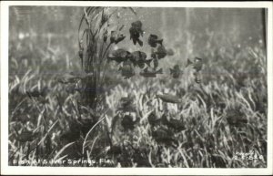 Fish at Silver Springs FL Mozert Real Photo Postcard