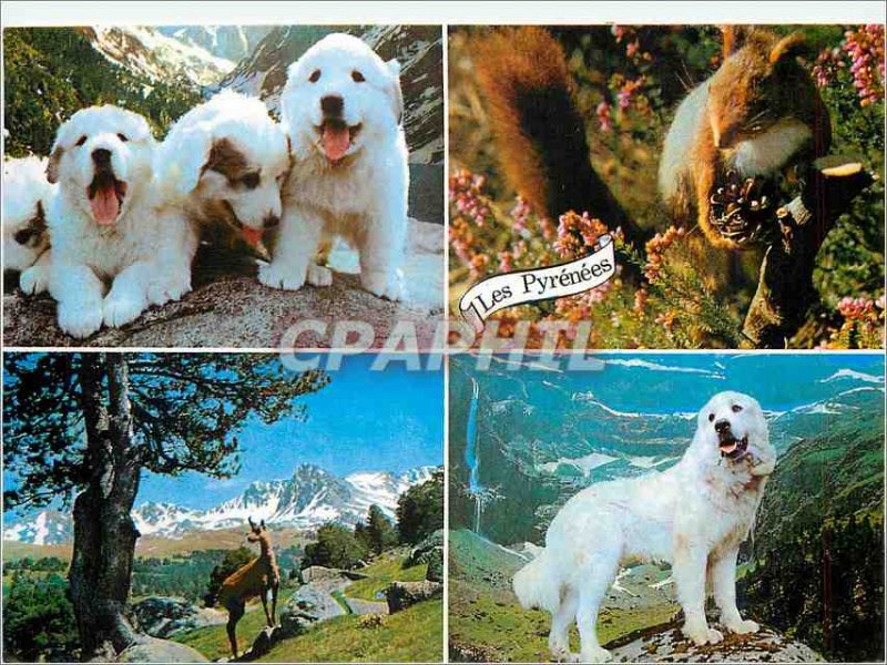 Modern Postcard Hautes Pyrenees Pyrenees Dogs Isard