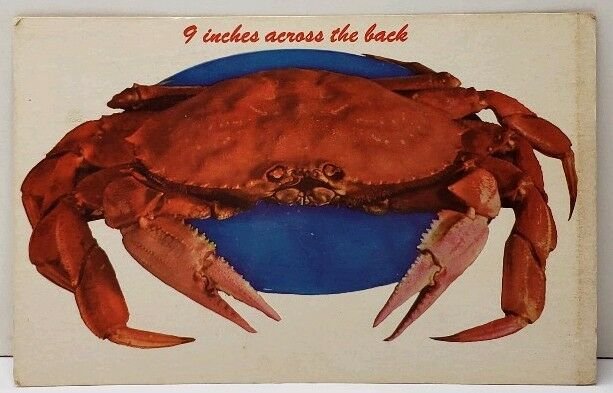 Pacific Deep Sea Giant Crab Calif to East New Market Dover Md Postcard E17