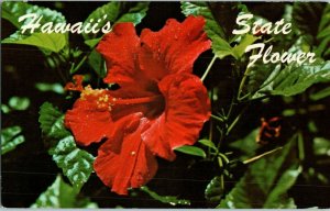 Red Hibiscus the official State flower of Hawaii Hawaii Postcard