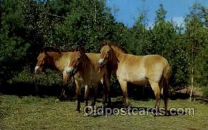 Przewalski Horse Catskill Game Farm, Catskill, NY USA Horse Unused 