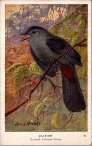 Birds The Catbird