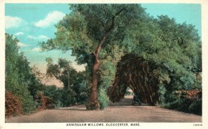 Vintage Postcard Annisquam Willows Gloucester Massachusetts C. T. American Art