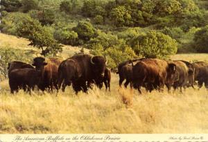 Buffalo in Oklahoma