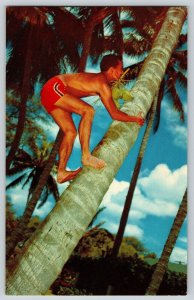 Postcard Cocopalm Tree Climber Hawaii