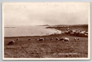 Sheep Grazing Newton-By-The-Sea Northumberland England RPPC Postcard M34