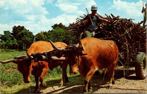 Puerto Rico - Sugar Cane Harvest Time - [FG-332]