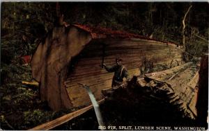 Man Inside Big Fir Felled and Split Lumber Scene Washington Vintage Postcard P06