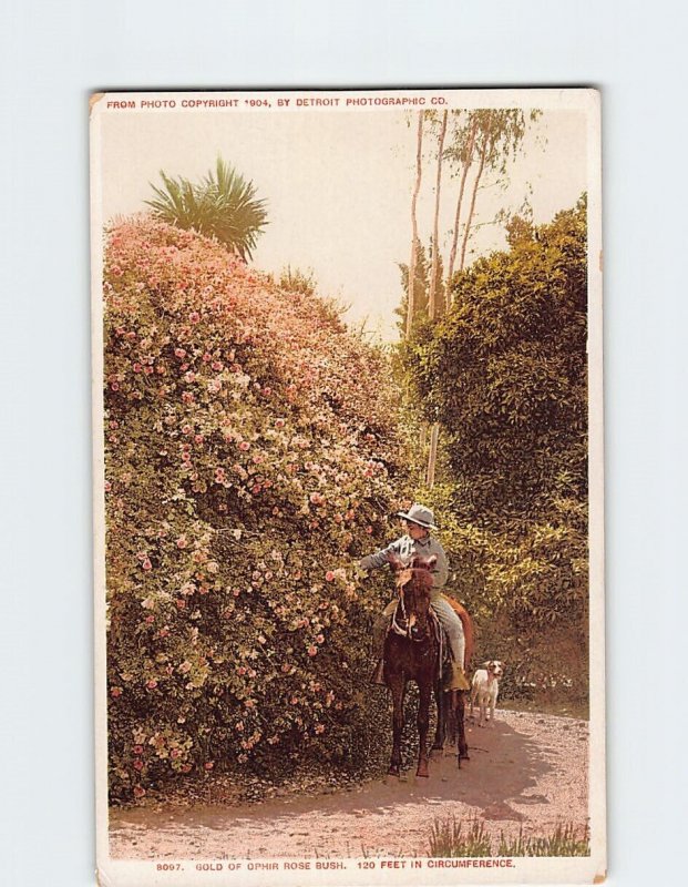 Postcard Gold Of Ophir Rose Bush
