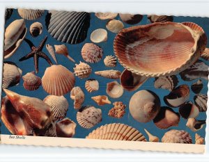 Postcard Sea Shells