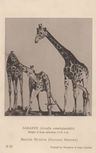 Giraffe British Natural History Museum Old Postcard