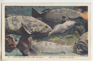 P2720 old postcard large fish groupers N.Y. aquarium ny zoological society