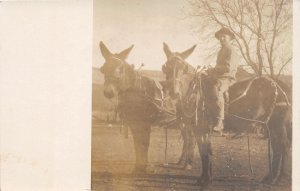 J44/ Interesting RPPC Postcard c1910 Mule Team Farmer Moorehead Iowa? 71