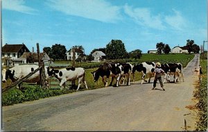 Pennsylvania Amish Country Amish Boy Bringing In Cows From Pasture