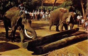 US84 Asia Thailand elephants pushing the log with the trunks