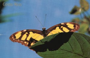 Vintage Postcard 2000 Costa Rica Mariposa Siproeta Stelenes Butterfly Animal