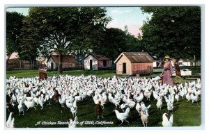 PETALUMA, CA California ~ CHICKEN RANCH ~ 1200 Chickens c1910s Sonoma County