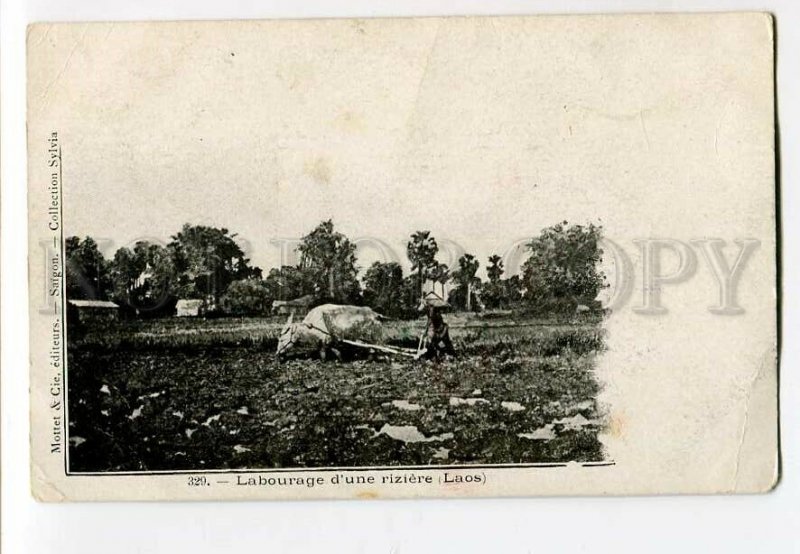 3133061 LAOS Labourage d'une riziere Vintage postcard