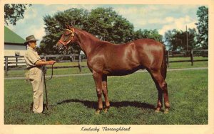 Kentucky Thoroughbred Horse Yearling Sale postcard