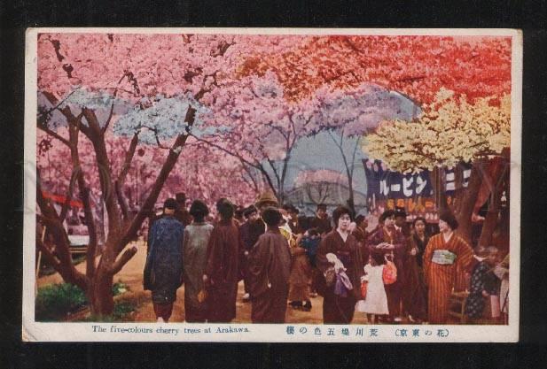 061366 JAPAN five-colours cherry trees at Arakawa Vintage PC#2