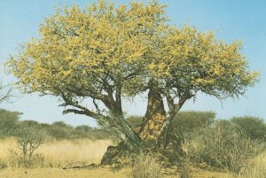 Termite Insect Hill by Bush at Namibia Africa Postcard