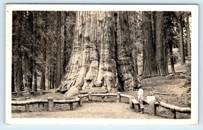 RPPC SEQUOIA NATIONAL PARK, CA ~ General Sherman GIANT TREE  1938  Postcard