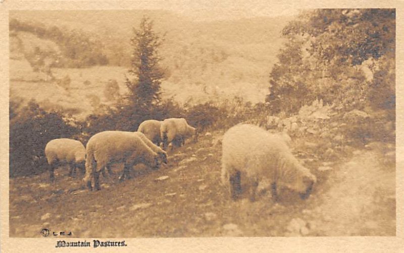 Mountain Pastures Sheep Writing on back 