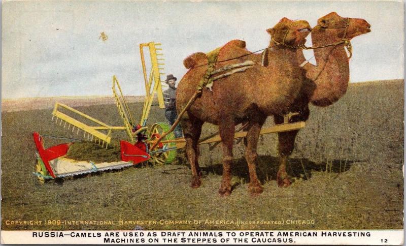 Russia Camels Pulling American Harvesting Machines Farming c1909 Postcard E36