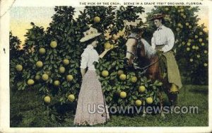 Pick of the Crop - Grape Fruit Orchard, Florida FL