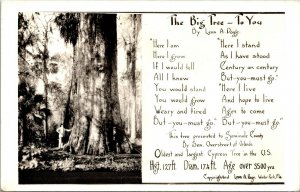 Vtg Longwood FL The Big Tree Cypress Senator Leon Page Poem RPPC Postcard