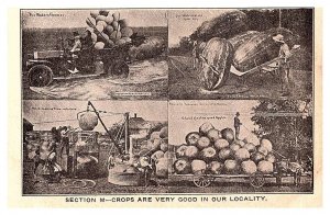 Giant Vegtables, Multi-view - Crops are very good in our locality