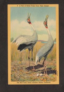 CA Bird Park Sarus Cranes Santa Catalina Island California Linen Postcard