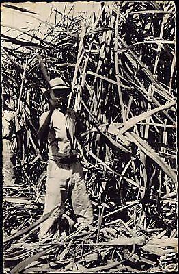 Reunion, Native Man Cutting Sugar Cane (1960s) RPPC