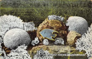 Coral Reefs and Angelfish Bermuda Fish / Sea Mammals 1931 