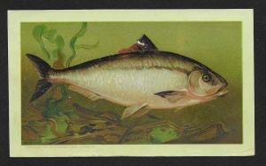 VICTORIAN TRADE CARD Arbuckle's Ariosa Coffee Shad Cooking