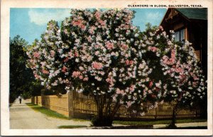 Oleanders In Bloom Galveston Texas Vintage Postcard C036