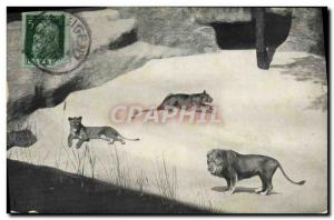 Old Postcard Lion Lions Tiergarten Nurnberg